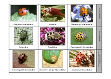 Insekten